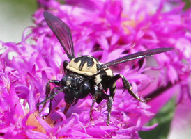 Triepeolus remigatus